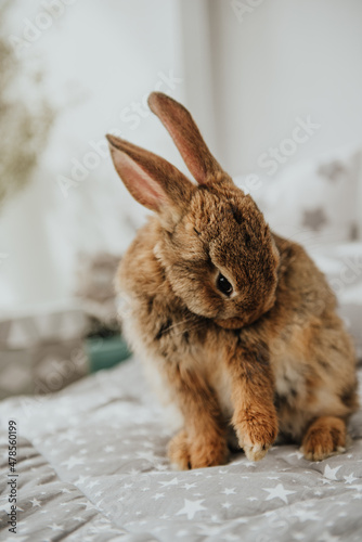 Easter bunny, hare in easter interior