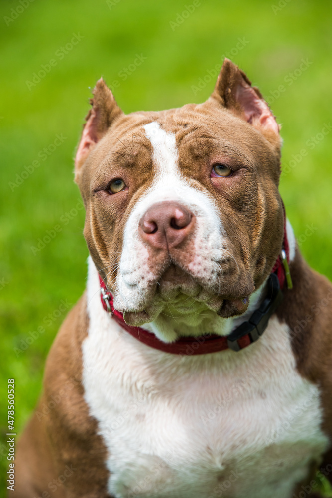 Chocolate color American Bully puppy dog is on green grass Chocolate color American Bully puppy dog is on green grass