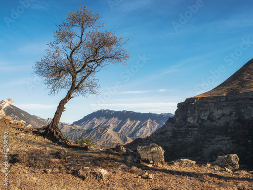 Lonely tree nearby on the cliff. The Gunib plateau in Dagestan. Lonely tree growing on top of the cliff. Green tree growing on top of the rock © sablinstanislav