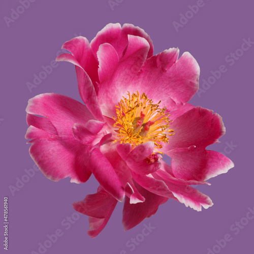 Peony pink color isolated on a violet background.