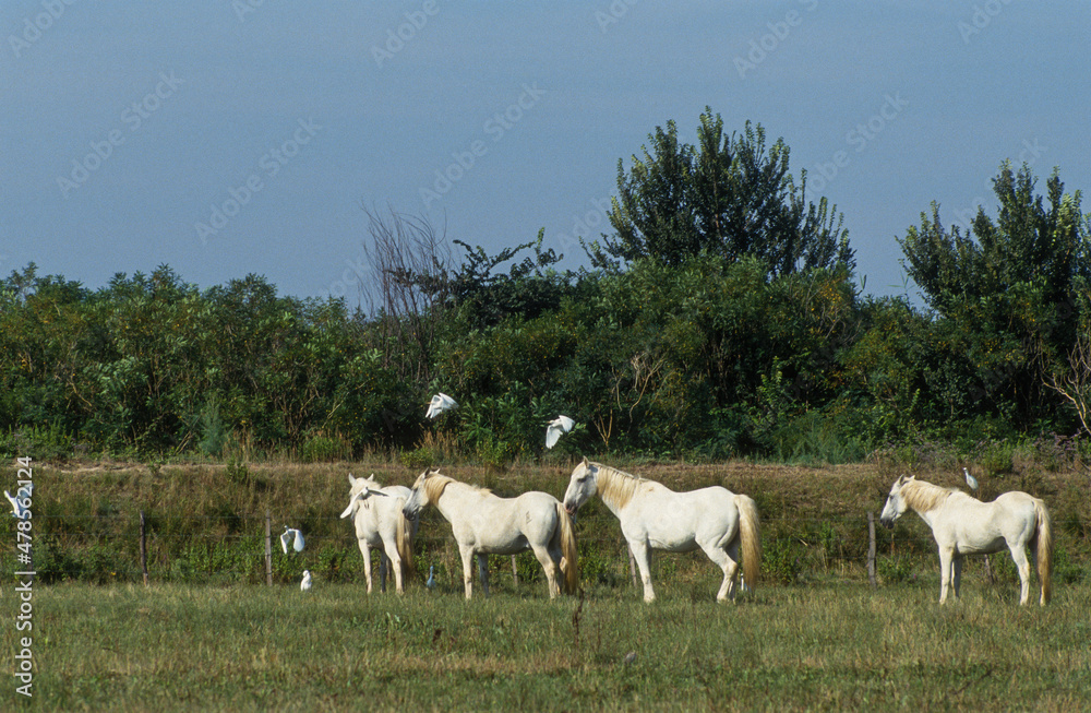 Cheval, race Camarguaise, Camargue, 34 Cheval, race Camarguaise, Camargue, 34