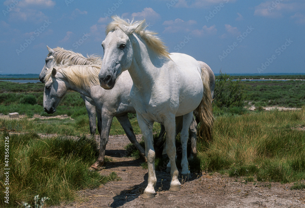Cheval, race Camarguaise, Camargue, 34 Cheval, race Camarguaise, Camargue, 34