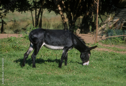 Ane  Equus asinus  race noir du Berry