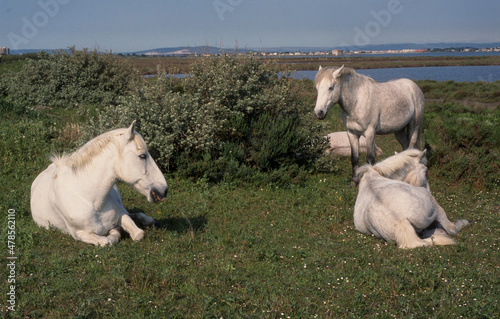 Fototapeta Naklejka Na Ścianę i Meble -  Cheval, race Camarguaise, Camargue, 34