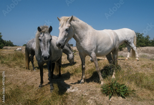 Cheval, race Camarguaise, Camargue, 34 © JAG IMAGES