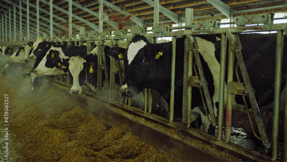 Cows eating oats in barn. Herd of cows with tags on ears standing in