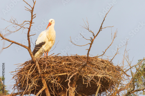 white stork in nest - Ciconia ciconia