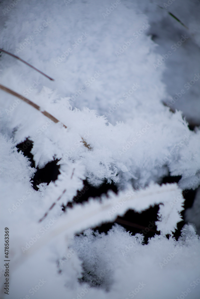 Winter delicate background - frozen twigs in the snowy garden. Winter delicate background - frozen twigs in the snowy garden.