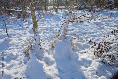 Silver birch trees in the snow - winter beautiful sunny landscape.