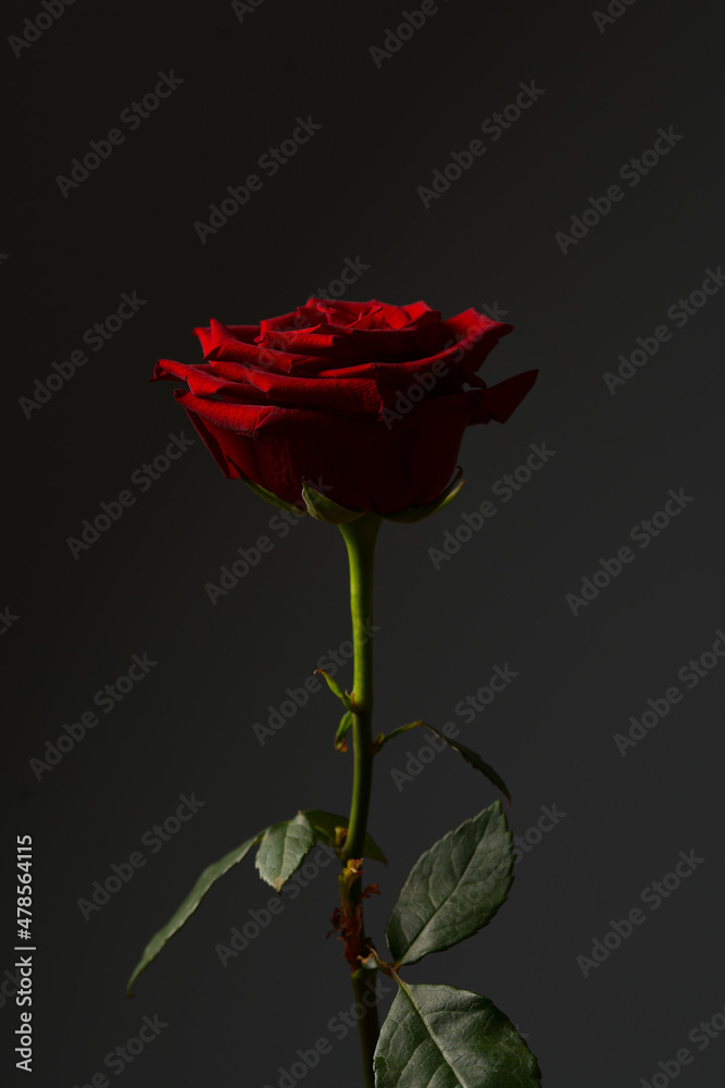 Fototapeta premium Red rose, symbol of love and romance. Detail close up of this beautiful flower against grey background. Floral photography.