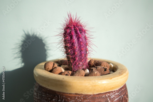 An unusual pink cactus with long prickles grows in pot against light blue wall at sunny day. Desert plant in a home interior. Breeding cacti, succulents concept. Colorful Cactus Echinocactus of Gruson photo