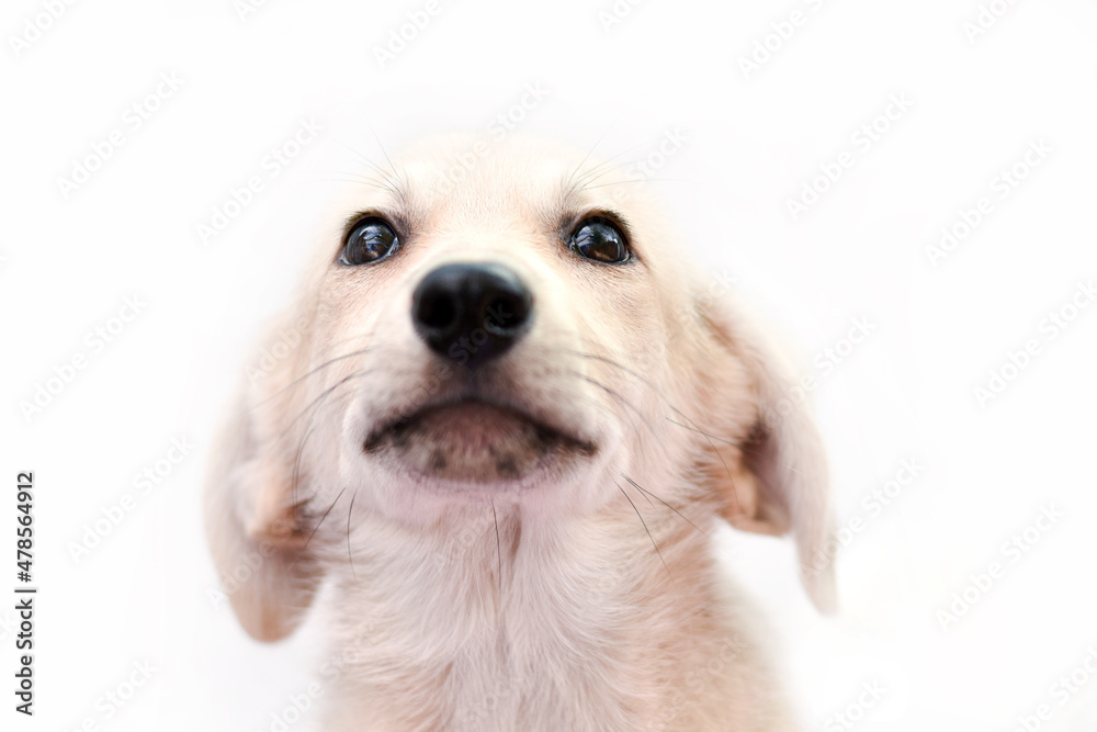 portrait of a puppy on a white background looking up with ears flattened portrait of a puppy on a white background looking up with ears flattened