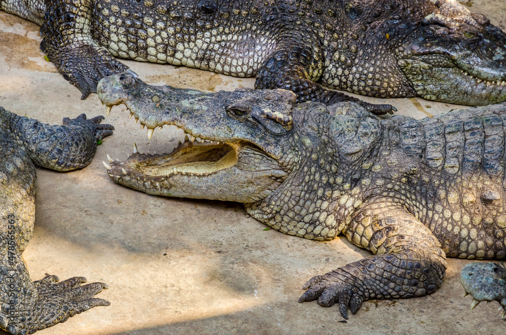 Large Crocodile portrait. Big Crocodiles resting. Crocodile head Large Crocodile portrait. Big Crocodiles resting. Crocodile head