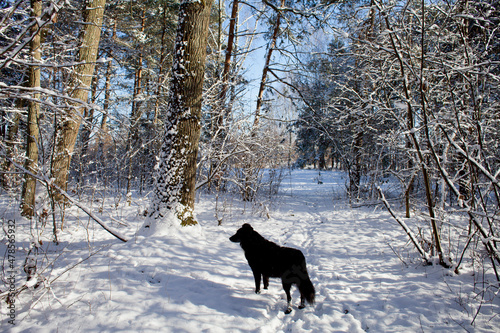 Two black dogs playin the in snow - winter landscape as a playground for happy domestic animals.