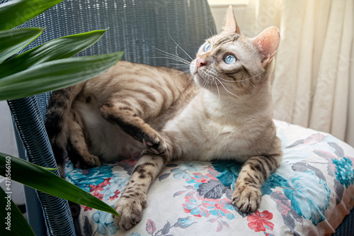 Snow Bengal Cat on Chair 