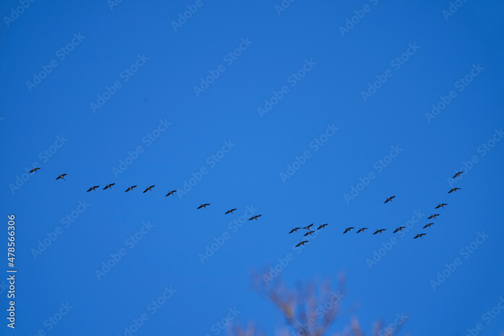 common cranes migrating south in V formation after summer common cranes migrating south in V formation after summer