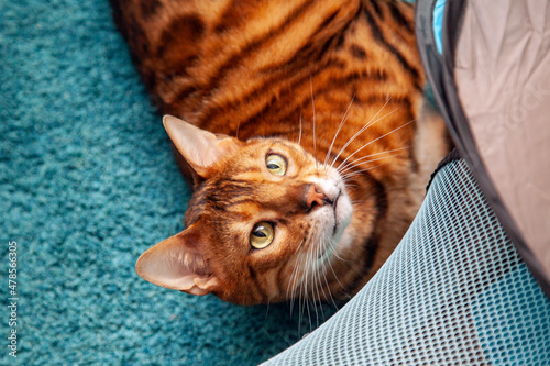 Fotografie, Obraz Playing Ginger Cat
