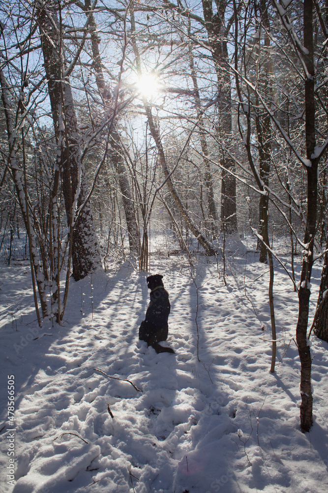 Two black dogs playin the in snow - winter landscape as a playground for happy domestic animals. Two black dogs playin the in snow - winter landscape as a playground for happy domestic animals.