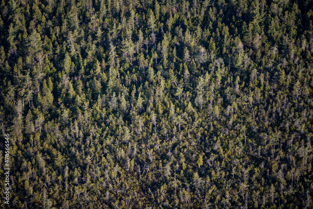 Naklejka premium Forest at Yamachiche Quebec Canada