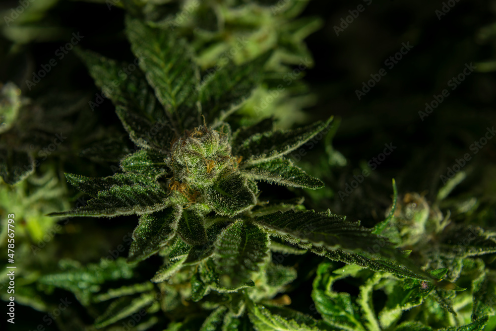 Macro view for French cookies variety of marijuana with violet bloom Macro view for French cookies variety of marijuana with violet bloom