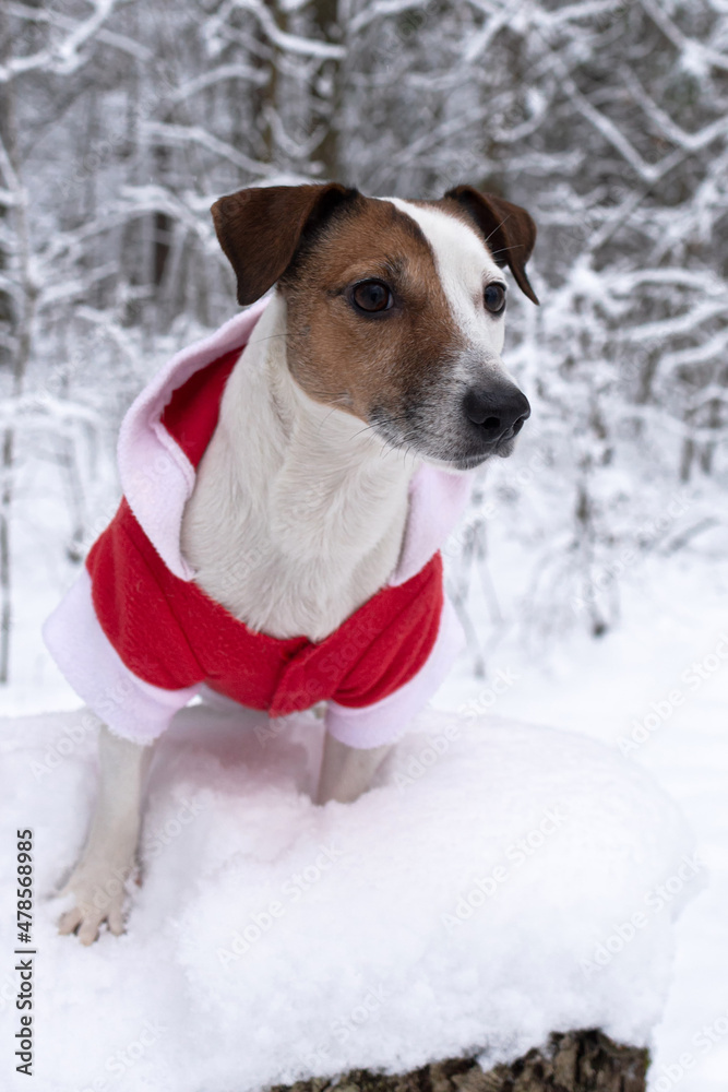 Jack Russell terrier. Santa Claus costume. A thoroughbred dog in a public park