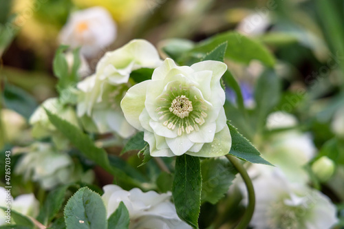 Helleborus orientalis Double Ellen White blossoms in the garden in spring photo