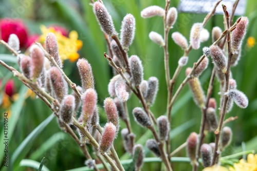 Blossoming pussy willow branches in a vase as a symbol of Easter