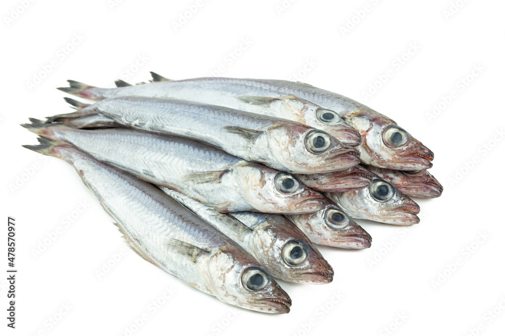 Fresh blue whiting. Group of blue whiting on a white background. Copy space.Micromesistius poutassou Fresh blue whiting. Group of blue whiting on a white background. Copy space.Micromesistius poutassou