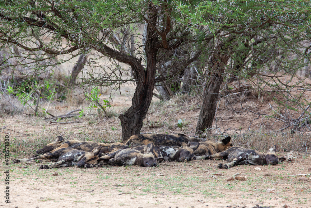 African Wild Dogs resting under a shady tree African Wild Dogs resting under a shady tree