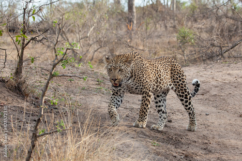 Leopard on the prowl