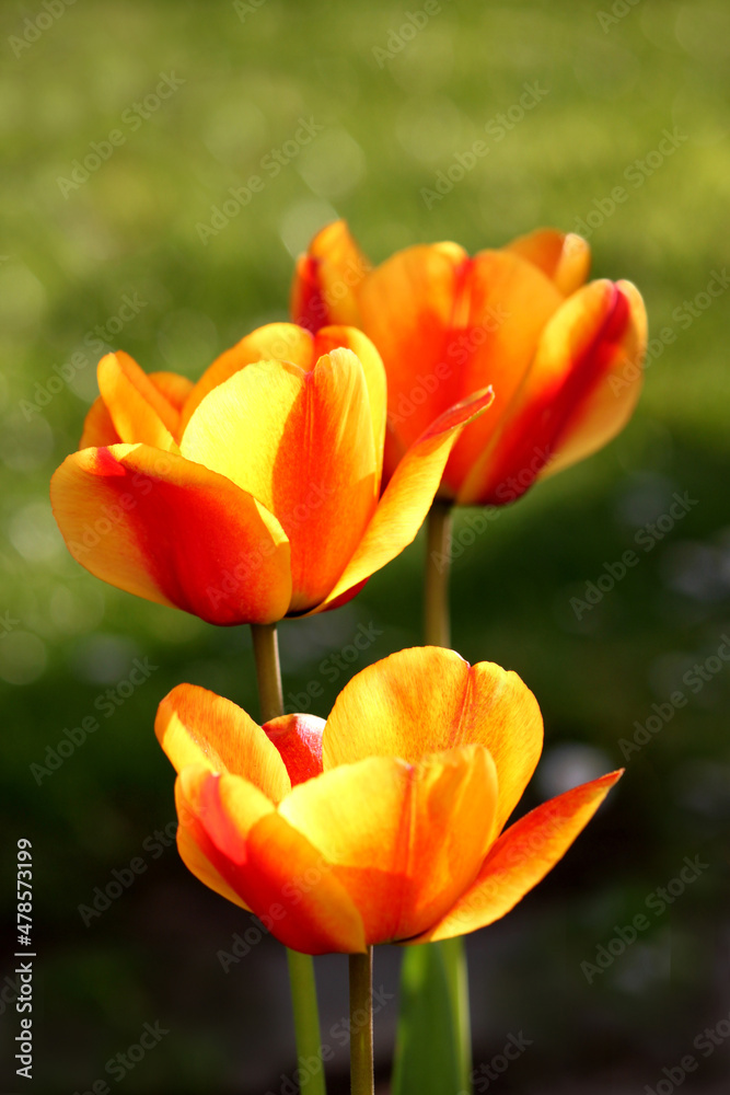 Tulpen in gelb-rot auf grünem Hintergrund Tulpen in gelb-rot auf grünem Hintergrund