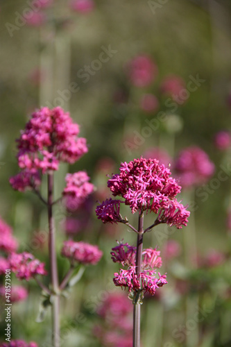 Dark pink wildflower Centranthus ruber  also called Valerian  Jupiter s Beard  Kiss Me Quick  Fox s Brush  growing in rural Italy 