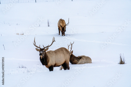 Bull elk in the sun and snow © Drew Gilmore