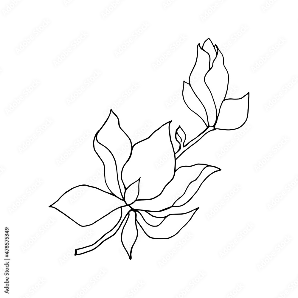 Obraz premium Branch with flower and bud of magnolia, linear freehand drawing in black outline on white background.