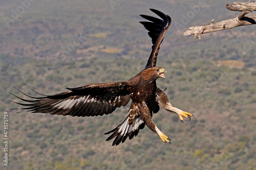 Aquila reale in volo Fototapeta
