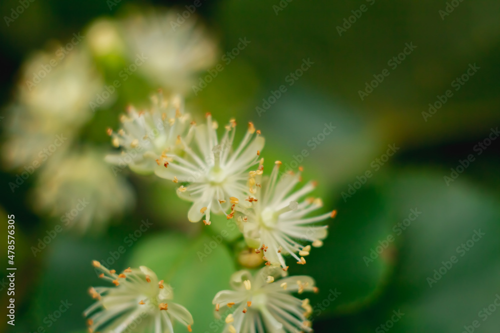 Macrophoto of linden flowers on a plant in soft focus Macrophoto of linden flowers on a plant in soft focus