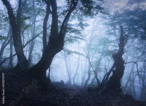 Beautiful mystical forest i...