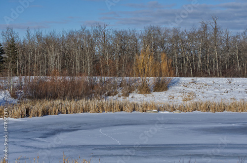 Wallpaper Mural Pylypow Wetlands Freezing over before the Winter Torontodigital.ca