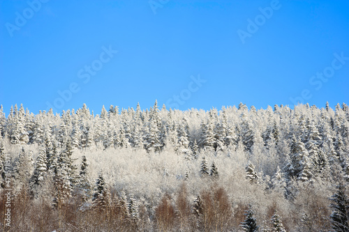 Snow covered boreal forest