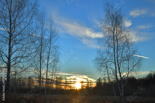 winter birches and clouds at sunrise