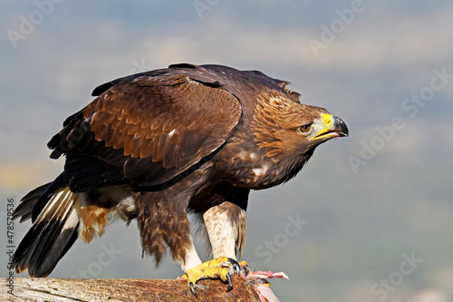 Aquila reale