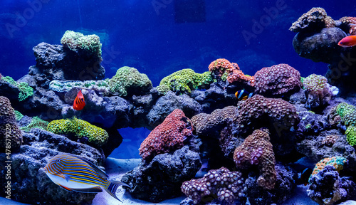 Canvas Print Fish Striped Surgeon Acanthurus lineatus
