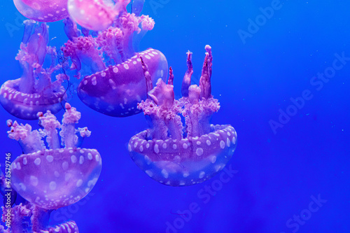macro of a beautiful jellyfish mastigias papua