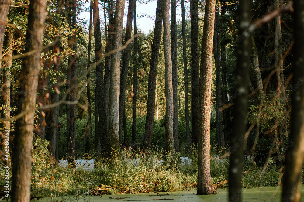 Obraz premium Las drzewa na bagnach 