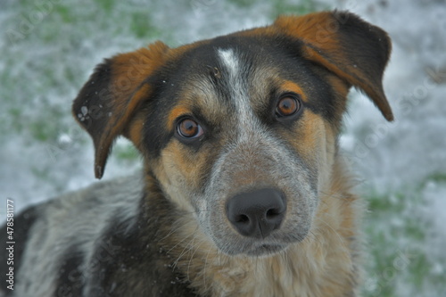 portrait of a mongrel puppy on white snow
