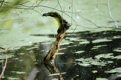Gałąź w kształcie nogi skrzata wystająca ponad wodę