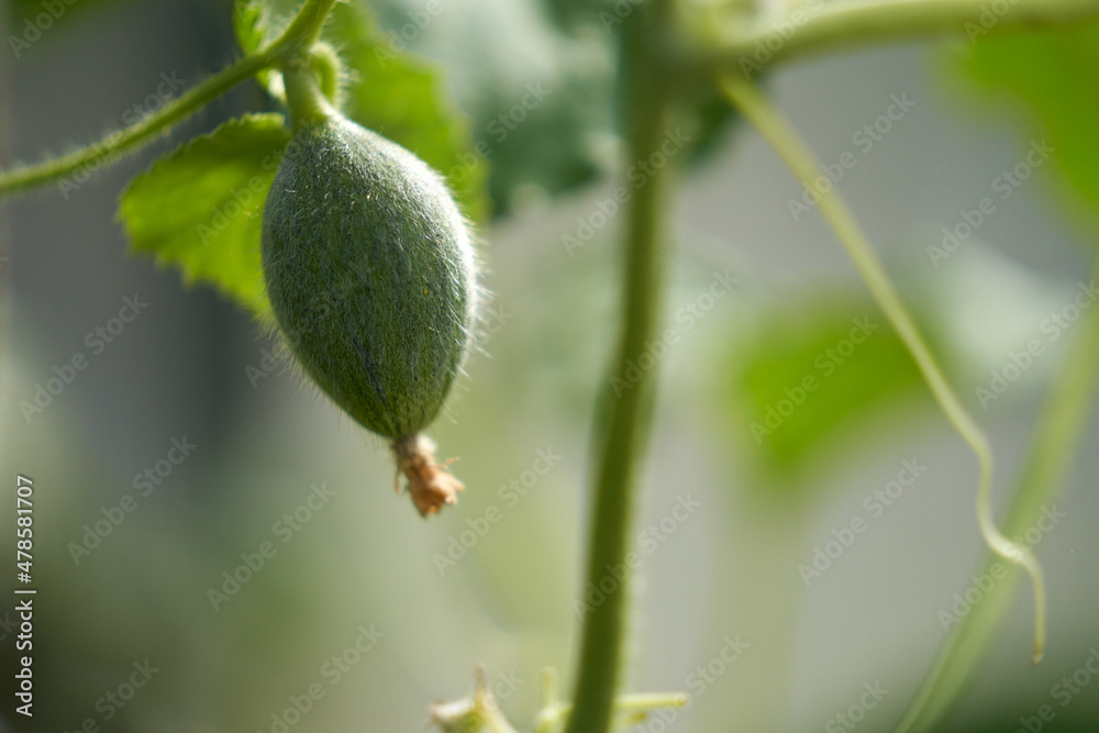 Melon shoot with ovary in the greenhouse. Selective focus. Copy space. Melon shoot with ovary in the greenhouse. Selective focus. Copy space.