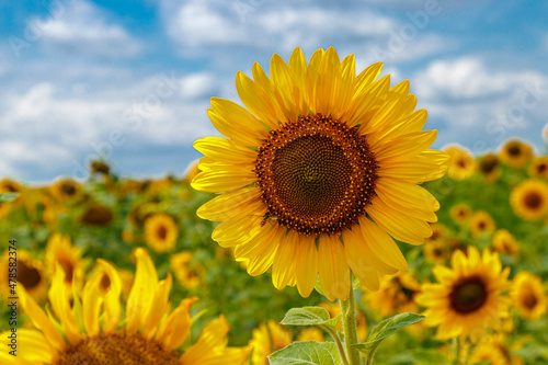 Beautiful field of yellow sunflowers on a background of blue sky with clouds