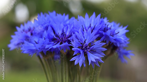 Bouquet of bright blue flowers. Blue flowers  summer field plants. Green blurred background. Beautiful flower. Background full of blue cornflowers .Closeup cornflowers  cornflower texture 