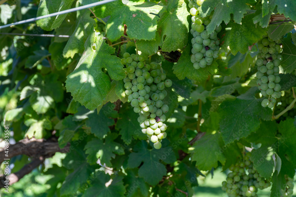 Bunches of white wine muscat grapes ripening on vineyards near Terracina, Lazio, Italy Bunches of white wine muscat grapes ripening on vineyards near Terracina, Lazio, Italy